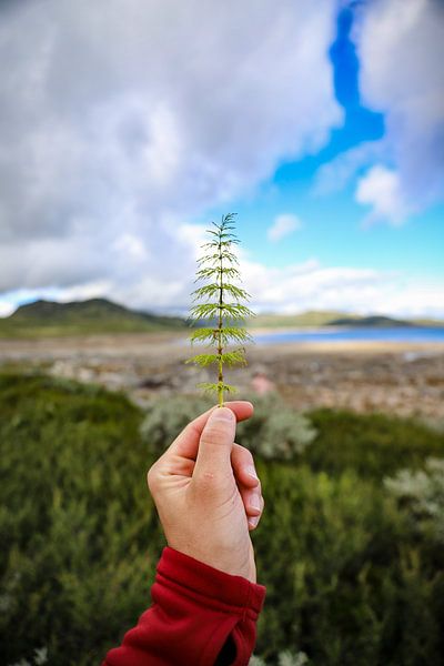 Green Pine Branch at Lake Sønstevatn: Minimalist Natural Beauty by Be More Outdoor