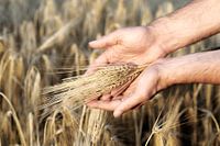 Getreide und Hände