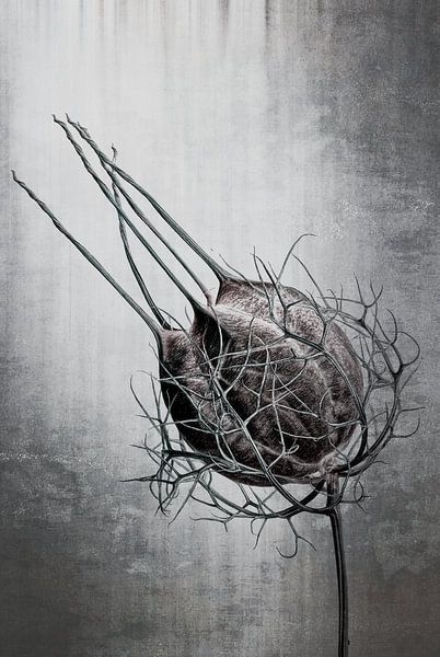 Nigella Damascena von Christophe Fruyt