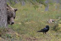 Begegnung zwischen Braunbär und Rabe