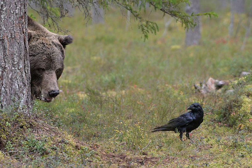Begegnung zwischen Braunbär und Rabe von Jaap La Brijn