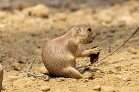 Lunch voor de prairie hond