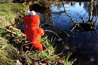 Elmo urinant au bord de l'eau.