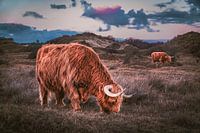 Highlander écossais