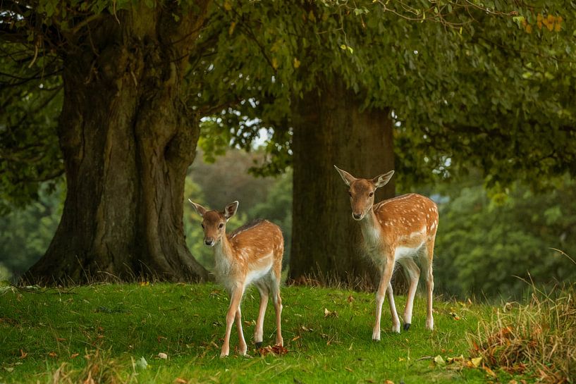 Les Bambi par Lars van de Goor