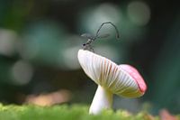 Mushroom white with damselfly