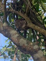 Faultier schlafend im Baum