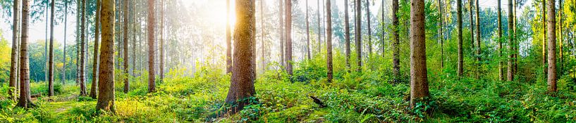 Forest panorama by Günter Albers