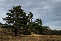 Trees on the heather