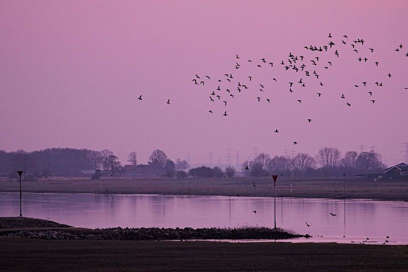 Dansende vogels boven het water by Leon Eikenaar