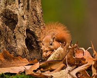 Squirrel eats nut sitting between autumn leaves