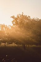 Goldene Sonnenstrahlen bei Sonnenaufgang