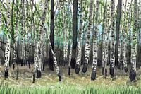 Forêt de bouleaux à Terschelling