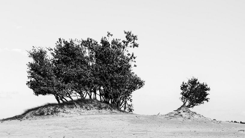 Bomen boven stuifzand in Loonse en Drunense duinen van PvdH Fotografie