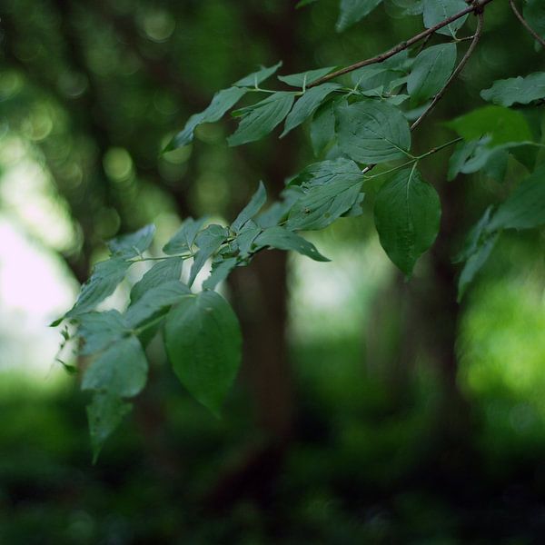 Dromerig groen von Anne Hana