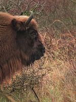Bison von der Seite