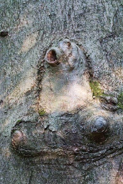 Natur Kunst von rene marcel originals