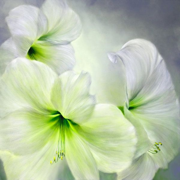 White amaryllis by Annette Schmucker