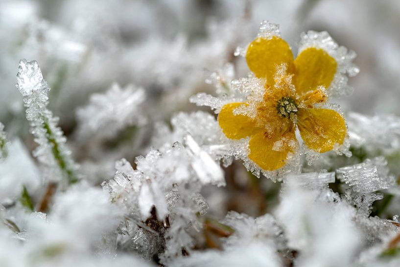 Iceflower by Andreas Müller