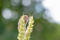 Harvest mouse in grain