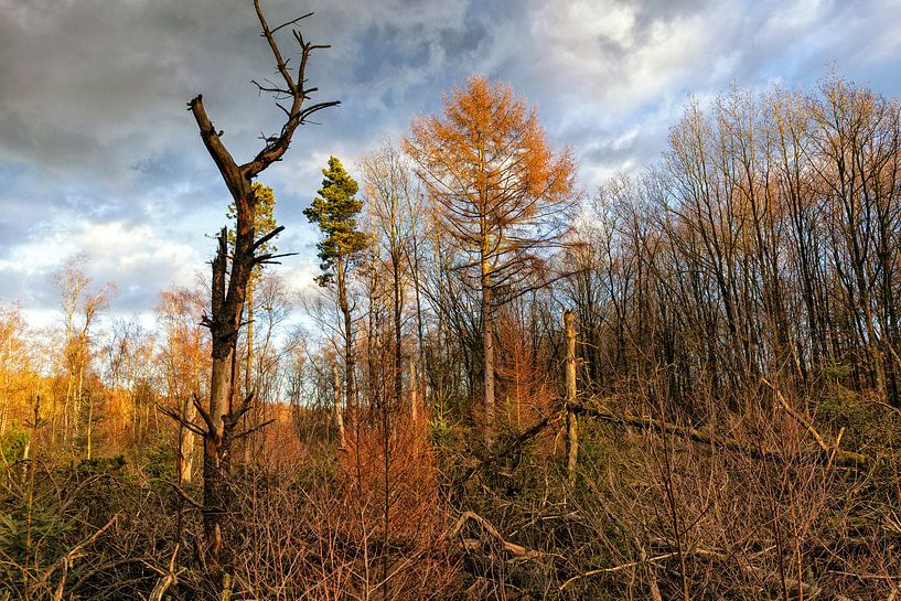 Primeval forest in Drenthe by Evert Jan Luchies