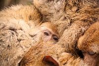 Jonge makaak omringd door familie