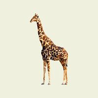 Safari Big Five : Girafe 