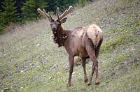 Cerf (faune des montagnes Rocheuses canadiennes)
