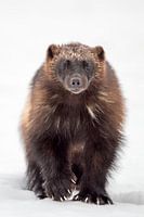 Wolverine in the snow in Finland