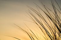 Strandhafer im Sonnenuntergang