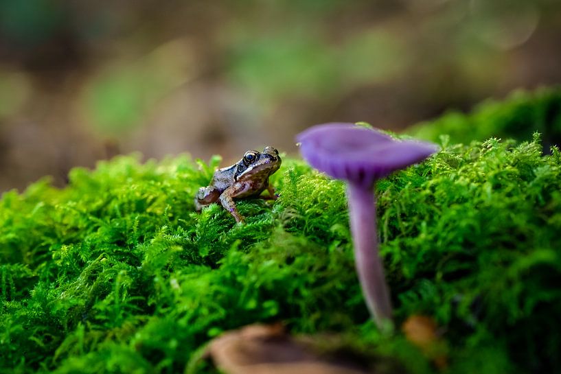 Grenouille regardant un champignon violet par Fotografiecor .nl