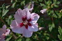 hibiscus