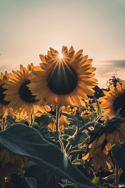 Sunflowers by Steffen Peters
