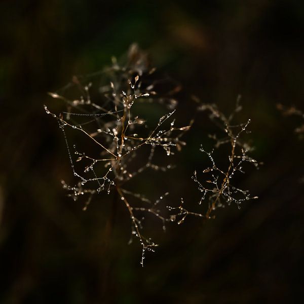 beautiful water drops in a misty landscape by Miny'S