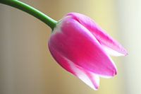 "Gelassenheit" - Pink Tulip auf einer ruhigen Kulisse