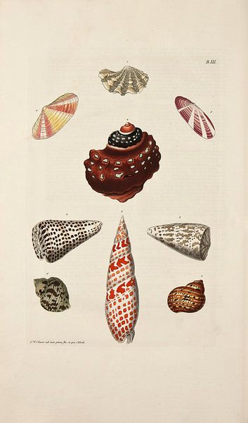 Deliciae Naturae selectae- G.W.Knorr, 1771 - Sammlung Teylers Museum von Teylers Museum