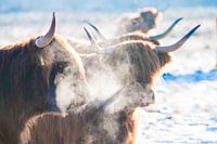 Schottische Highlander in der Kälte. 