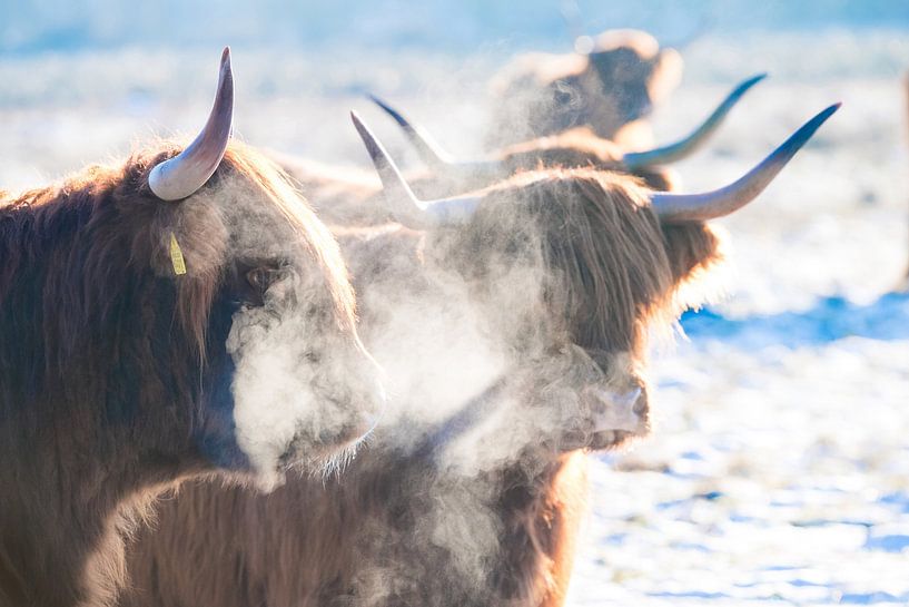 Schottische Highlander in der Kälte.  von Marcel Jurian de Jong