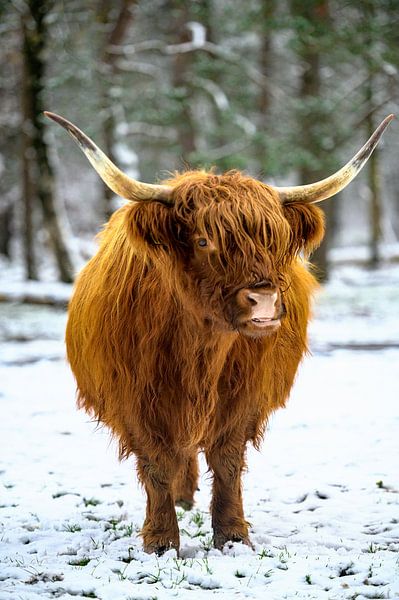 Bovins écossais des Highlanders dans la neige en hiver par Sjoerd van der Wal Photographie