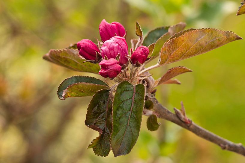 Rosa Blüte blüht fast aus dem frischen Elstar-Apfel von Jolanda de Jong-Jansen