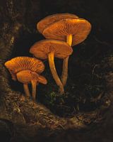 Mushrooms in an old hollow willow