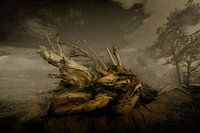 Klassisches Landschaftsbild Forstwirtschaft Dorst.