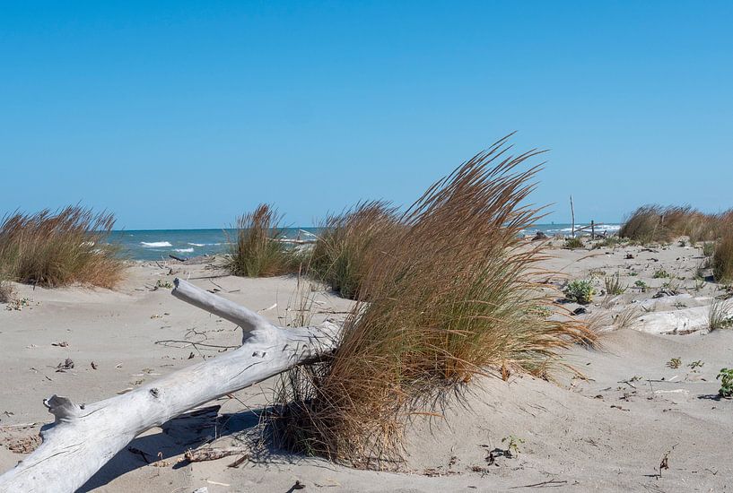 Küstenlandschaft mit Treibholz an einem Naturstrand an der Adria in Italien von Animaflora PicsStock