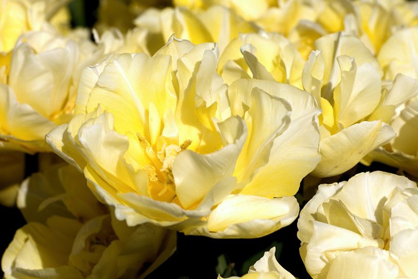 tulipe jaune par W J Kok