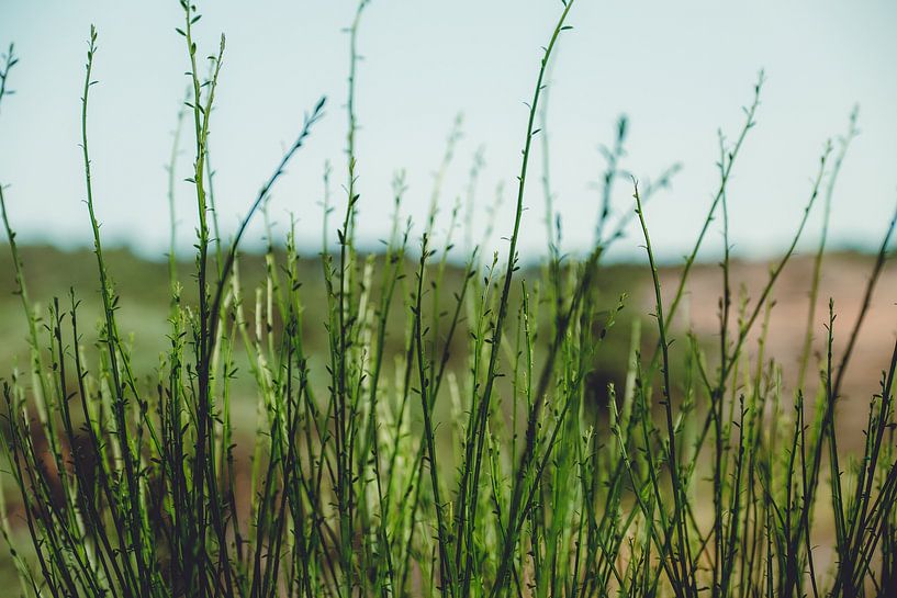 Dutch Dunes by Gonnie van Roij