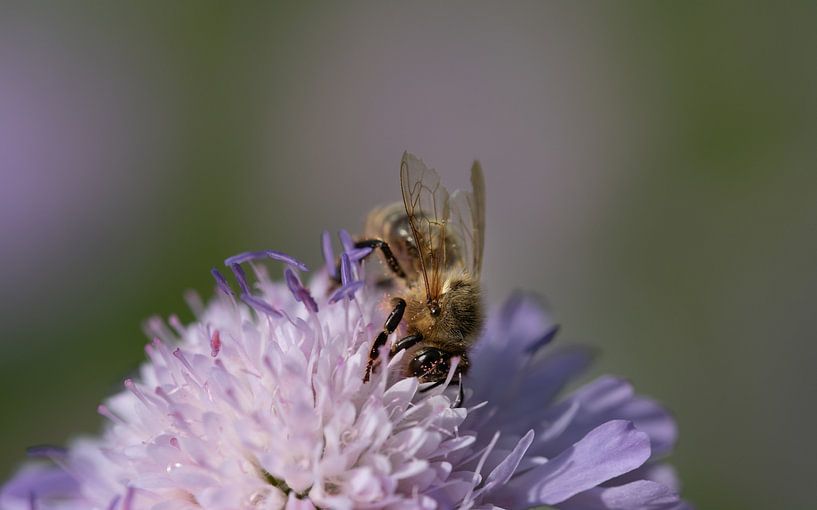 Bee looking for pollen by Ulrike Leone