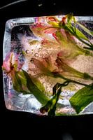 Fleurs gelées, fleurs gelées dans la glace