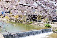 Waterfront cherry blossom