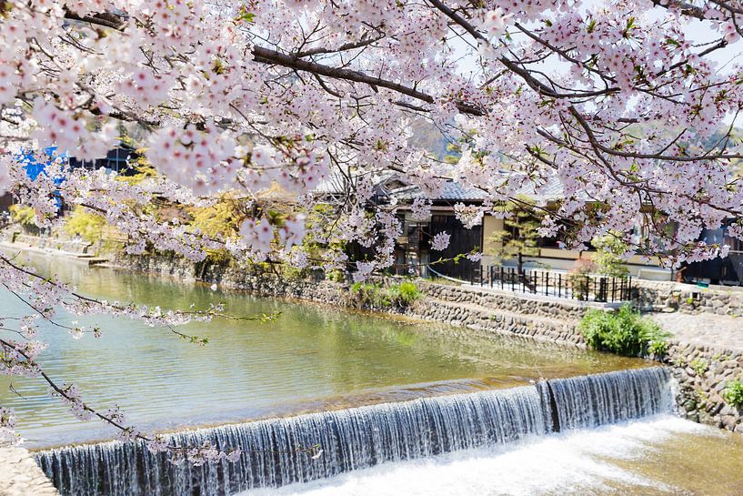 Waterfront cherry blossom by Schram Fotografie