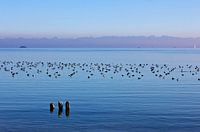 Ambiance du soir au lac de Constance